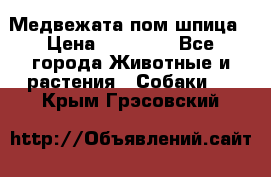 Медвежата пом шпица › Цена ­ 40 000 - Все города Животные и растения » Собаки   . Крым,Грэсовский